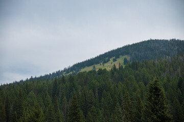 forest in the mountains with overcast skies