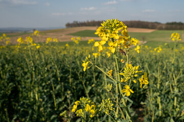 A bee flies to rapeseed blossoms, in the background a rapeseed field and other agricultural areas