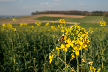 A bee flies to rapeseed blossoms, in the background a rapeseed field and other agricultural areas