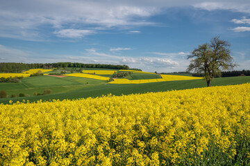Agricultural area with rapeseed fields