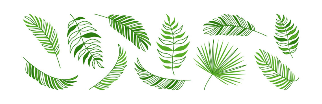 Palm leaf vector icon, green branch jungle, feather plant set, summer tropic tree, exotic foliage. Nature illustration