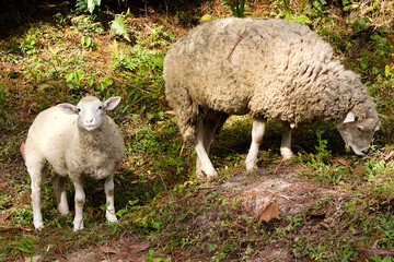 Pictures of some sheep feeding near a river.