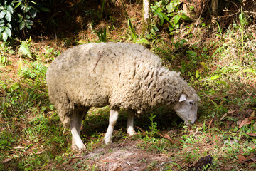 Obraz na płótnie Canvas Pictures of some sheep feeding near a river.