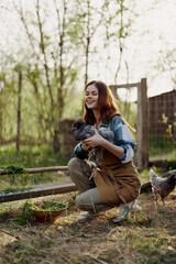 Naklejka na ściany i meble Outdoors in the poultry pen, a young woman farmer feeds fresh green grass to young laying hens and smiles