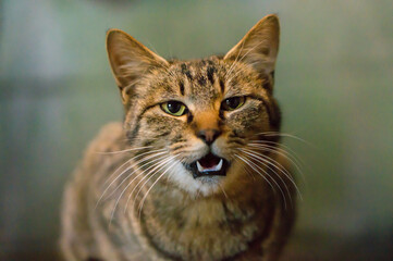 Wild cat living in a Japanese shrine at night 
