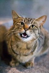Wild cat living in a Japanese shrine at night 
