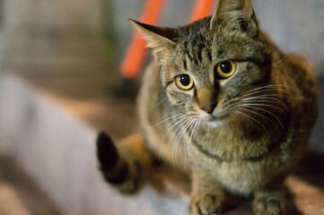 Stray cat living in Fushimi Inari Taisha Shrine in Japan at night