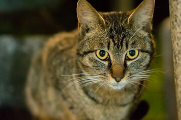 Wild cat living in a Japanese shrine at night 
