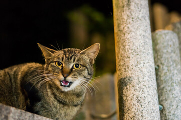 Wild cat living in a Japanese shrine at night 
