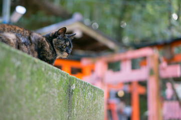 京都 伏見稲荷大社の神秘的な景色と野生の猫