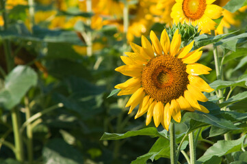 満開のヒマワリの花