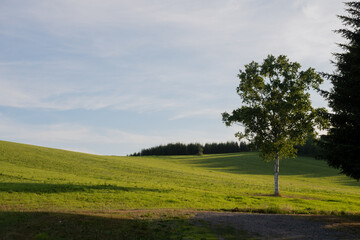 緑の牧草畑とシラカバの木
