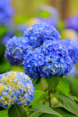 blue hydrangea flowers