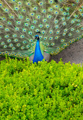 Obraz premium Peacock with Feathers
