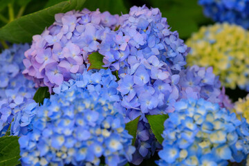 blue hydrangea flowers