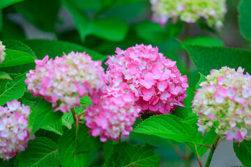 pink hydrangea flowers