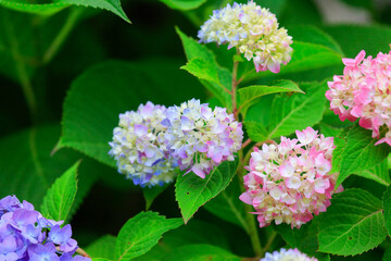 pink and white flowers