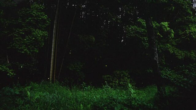 健康の森公園で輝く初夏の蛍