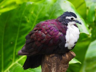 Elegant stylish gorgeous White-breasted Ground Dove with bright iridescent plumage.