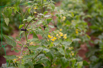 Flowering tomato sprouts in the greenhouse. High quality photo