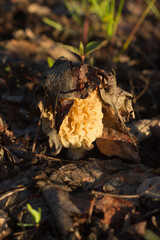 The common morel (lat. Morchella esculenta), of the family Morchellaceae. Central Russia.