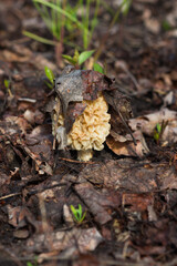 The common morel (lat. Morchella esculenta), of the family Morchellaceae. Central Russia.