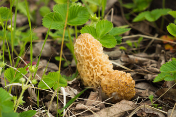 The common morel (lat. Morchella esculenta), of the family Morchellaceae. Central Russia.