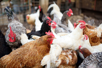 Chickens and roosters are walking in the farm coop. Floor cage free chickens is trend of modern...