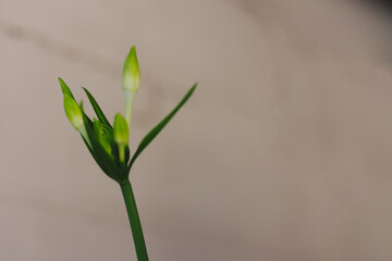 Planta lírio verde amazônica samambaia lirio