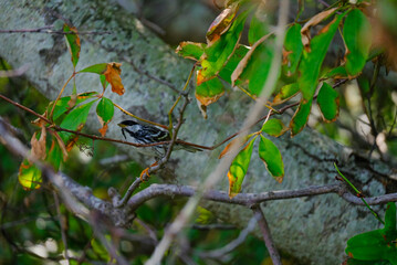 Blackpoll Warbler