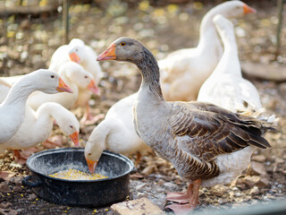 Feeding geese from bio organic food in the farm chicken coop. Floor cage free chickens is trend of modern poultry farming. Local business. © Maria Sbytova