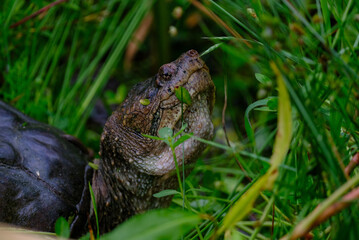 Snapping turtle