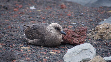 Brown skua (Stercorarius antarcticus) lying on the beach at Whaler's Bay, Deception Island, Antarctica