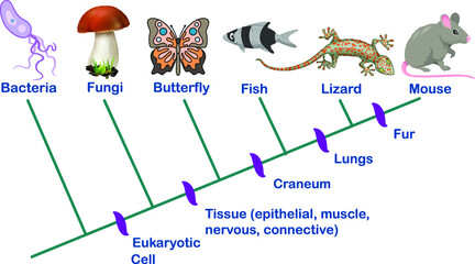 Science and EvolutionCladogram