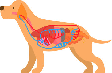 dog circulatory system