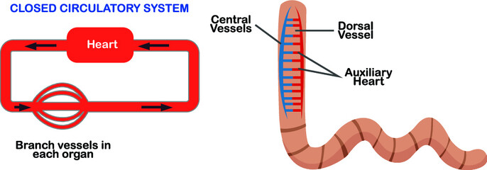 earthworm Circulatory System