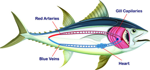 fish_circulatory_system