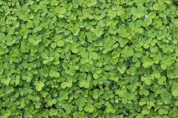 クローバーの新芽