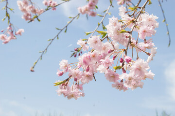 しだれ桜の枝先