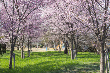 桜の公園