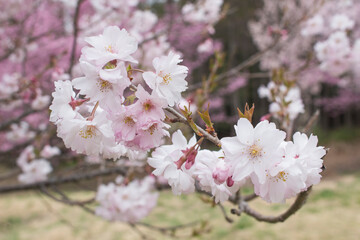 オオヤマザクラの枝先