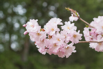オオヤマザクラの枝先