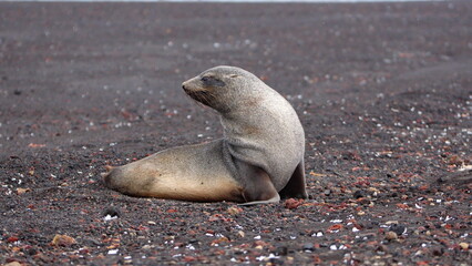 Antarctic fur seal (Arctocephalus gazella) at Whaler's Bay, Deception Island, Antarctica
