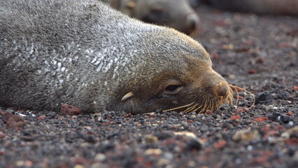 Close up of an Antarctic fur seal (Arctocephalus gazella) covered in snow at Whaler's Bay,...