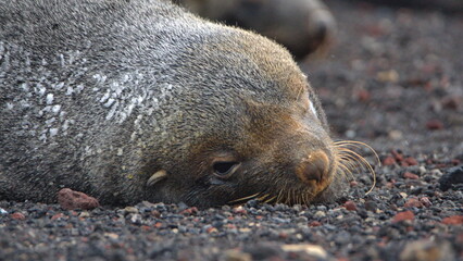 Close up of an Antarctic fur seal (Arctocephalus gazella) covered in snow at Whaler's Bay,...