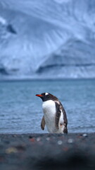 Obraz premium Gentoo penguin (Pygoscelis papua) on the beach at Whaler's Bay, Deception Island, Antarctica