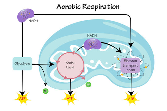 simple aerobic respiration diagram