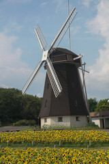 大阪鶴見緑地のひまわりと風車
