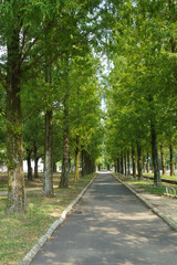 Fototapeta na wymiar 大阪鶴見緑地のメタセコイア並木