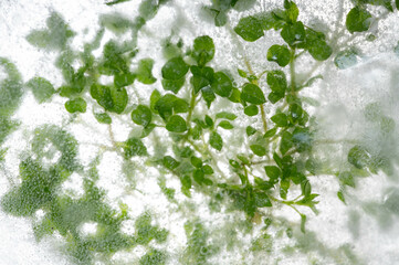 Green weed under the ice